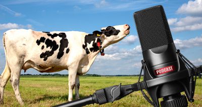 New podcast series for cattle vets